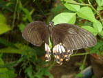 Butterfly Park