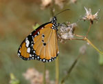 Butterfly Park